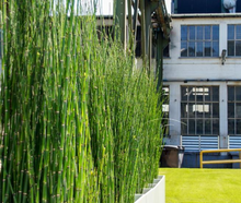 Equisetum in Dividerwall slim