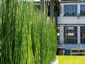 Equisetum in Dividerwall slim