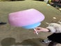 Zuckerwattevollautomat zu vermieten - Galerie - Bild 4