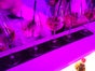 Mobile Cocktailbar - Galerie - Bild 3
