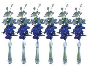 Rittersporn 6er Set