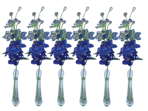 Rittersporn 6er Set
