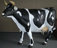 Kuhwettmelken - Wettmelkkuh mieten