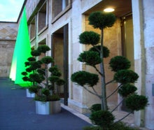 Juniperus Pon-Pon im Edelstahlring