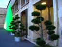 Juniperus Pon-Pon im Edelstahlring