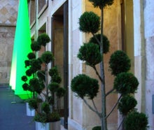 Juniperus Pon-Pon im Edelstahlring