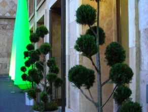 Juniperus Pon-Pon im Edelstahlring
