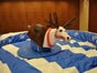Rentierrodeo - Elchrodeo - Simulator mieten - Galerie - Bild 4