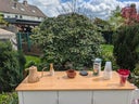 Mobile Matcha Bar mit 50 Matchas inklusive - Galerie - Bild 1