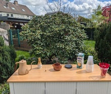 Mobile Matcha Bar mit 50 Matchas inklusive