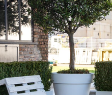 Lorbeerbaum alt im Gartentopf