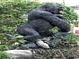 King Kong Figur, Gorilla, Hollywood, Film, Tier, Affe, Tierfigur - Galerie - Bild 2