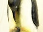 Pinguin Figuren, Eiswelt, Arktis, Tier, Wildtier - Galerie - Bild 2