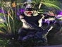 King Kong Figur, Gorilla, Hollywood, Film, Tier, Affe, Tierfigur - Galerie - Bild 4