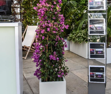 Bougainvillea