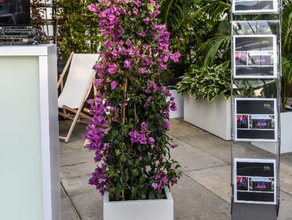 Bougainvillea