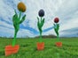 Tulpen XXL Riesenblumen, Blumen - Galerie - Bild 3