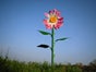 Riesen - Blumen - XXL, Sommerbumen, Sommer - Galerie - Bild 4