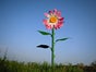 Riesen - Blumen - XXL, Sommerbumen, Sommer - Galerie - Bild 4