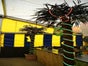 Palmen, Deko Palmen,echte Palmen ca. 2,00 bis 3,00 Meter - Galerie - Bild 4