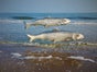 Riesen - Fische - Galerie - Bild 3