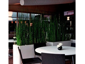Equisetum in Dividerbox