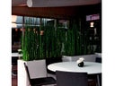 Equisetum in Dividerbox