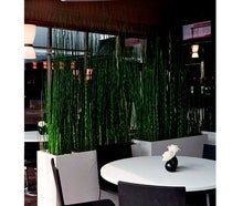 Equisetum in Dividerbox