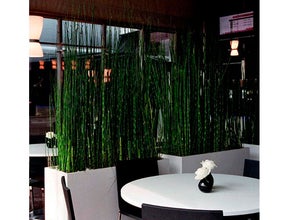 Equisetum in Dividerbox