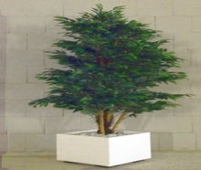 Dekopflanze Ficus ca. 180 cm