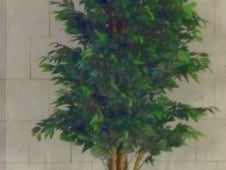 Dekopflanze Ficus ca. 180 cm